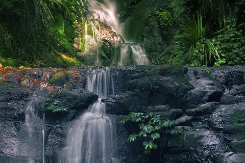 Springbrook AndTamborine Rainforest Tour Incl Natural Bridge And Glow Worm Cave - Accommodation Brunswick Heads 1