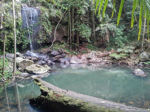 Springbrook AndTamborine Rainforest Tour Incl Natural Bridge And Glow Worm Cave - Accommodation Brunswick Heads 3