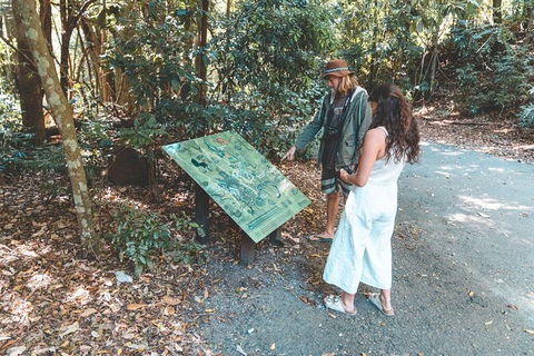 Springbrook AndTamborine Rainforest Tour Incl Natural Bridge And Glow Worm Cave - Accommodation Brunswick Heads 16