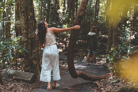 Springbrook AndTamborine Rainforest Tour Incl Natural Bridge And Glow Worm Cave - Accommodation Brunswick Heads 12