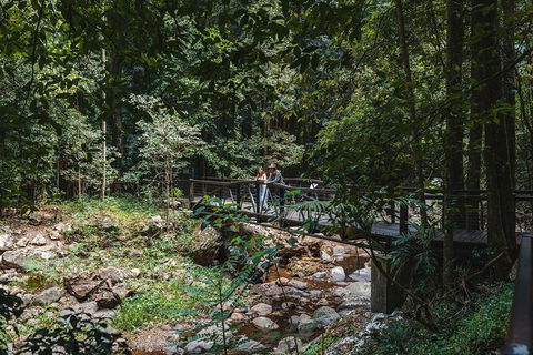 Springbrook AndTamborine Rainforest Tour Incl Natural Bridge And Glow Worm Cave - Accommodation Brunswick Heads 19
