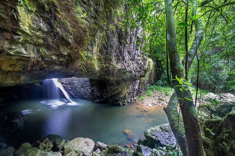 Springbrook AndTamborine Rainforest Tour Incl Natural Bridge And Glow Worm Cave - Accommodation Brunswick Heads 8