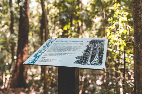 Springbrook AndTamborine Rainforest Tour Incl Natural Bridge And Glow Worm Cave - Accommodation Brunswick Heads 14