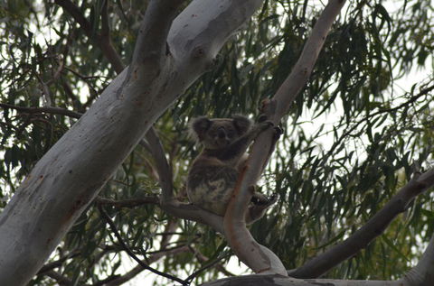 North Stradbroke Island Day Trip From Brisbane - Accommodation Brunswick Heads 11