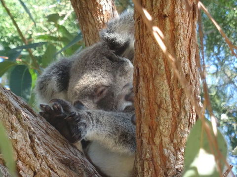 North Stradbroke Island Day Trip From Brisbane - Accommodation Brunswick Heads 23