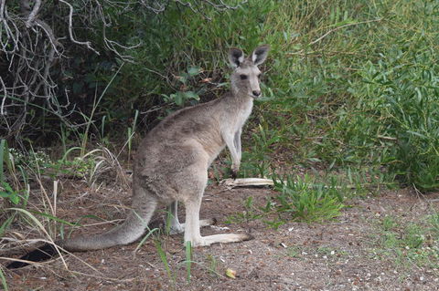 North Stradbroke Island Day Trip From Brisbane - Accommodation Brunswick Heads 13