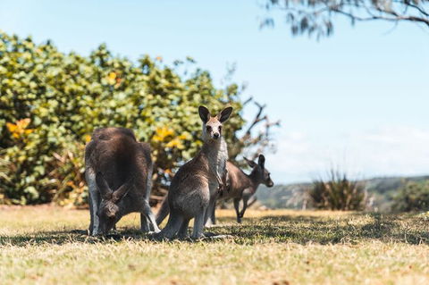 North Stradbroke Island Day Trip From Brisbane - Accommodation Brunswick Heads 40
