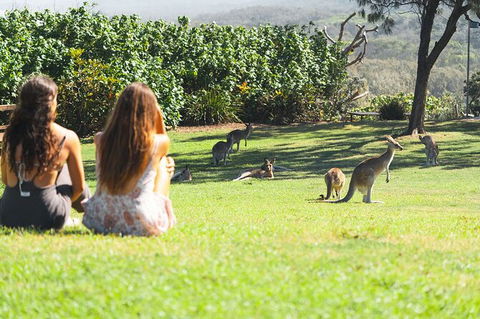 North Stradbroke Island Day Trip From Brisbane - Accommodation Brunswick Heads 28