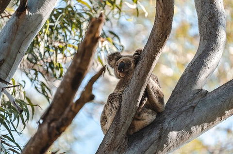 North Stradbroke Island Day Trip From Brisbane - Accommodation Brunswick Heads 27