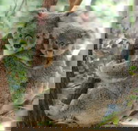 Lone Pine Koala Sanctuary Day Pass - Accommodation Brunswick Heads