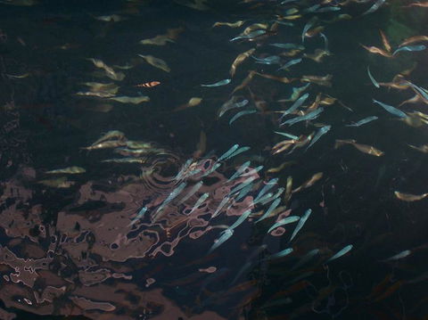Great Barrier Reef Day Cruise To Reefworld - Accommodation Brunswick Heads 17