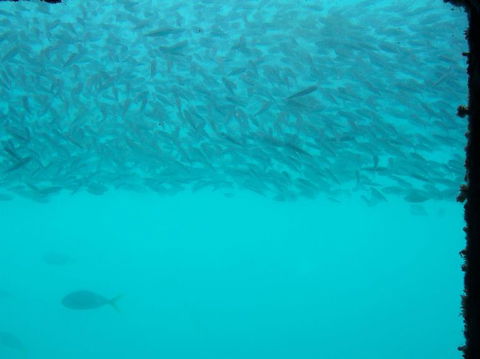 Great Barrier Reef Day Cruise To Reefworld - Accommodation Brunswick Heads 10