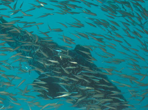 Great Barrier Reef Day Cruise To Reefworld - Accommodation Brunswick Heads 2