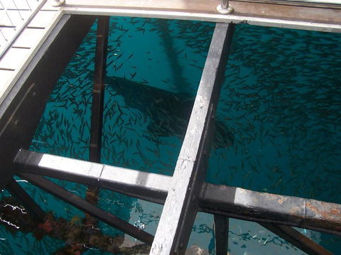Great Barrier Reef Day Cruise To Reefworld - Accommodation Brunswick Heads 19