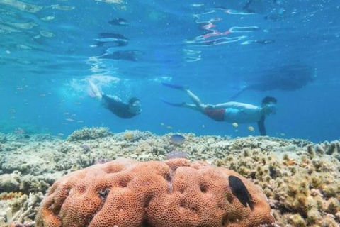 Great Barrier Reef Day Cruise To Reefworld - Accommodation Brunswick Heads 23
