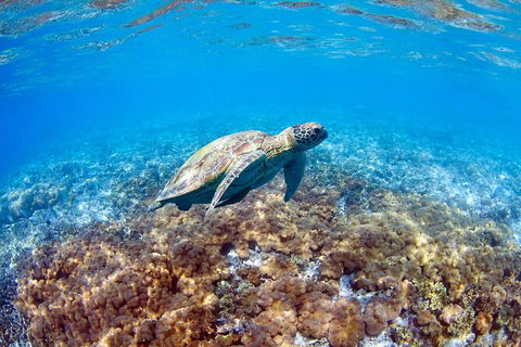Great Barrier Reef Day Cruise To Reefworld - Accommodation Brunswick Heads 27