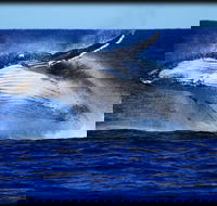 Whale Watching Cruise from Redcliffe Brisbane or the Sunshine Coast - Accommodation Brunswick Heads