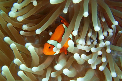 Great Barrier Reef Cruise From Townsville Or Magnetic Island - Accommodation Brunswick Heads 9