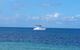 Afternoon Low Isles Snorkeling And Sailing Cruise From Port Douglas - thumb 7