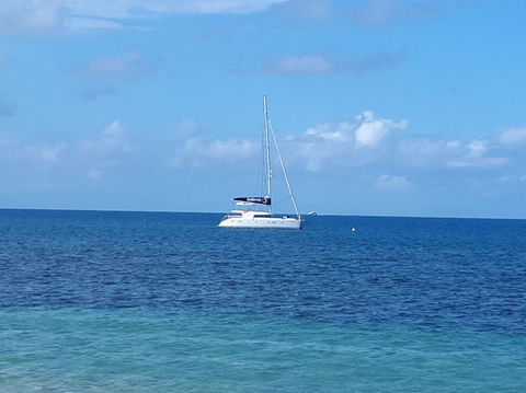 Afternoon Low Isles Snorkeling And Sailing Cruise From Port Douglas - Accommodation Brunswick Heads 7