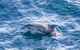 All Inclusive Dolphin And Tangalooma Wrecks Cruise Departing Gold Coast - thumb 7