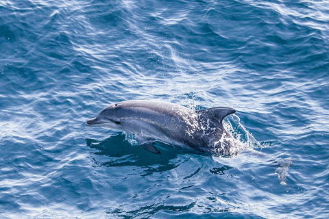 All Inclusive Dolphin And Tangalooma Wrecks Cruise Departing Gold Coast - Accommodation Brunswick Heads 7