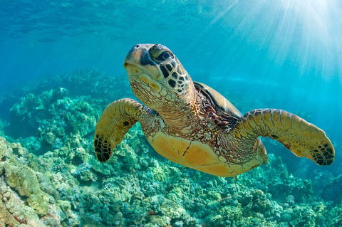 All Inclusive Dolphin And Tangalooma Wrecks Cruise Departing Gold Coast - Accommodation Brunswick Heads 10