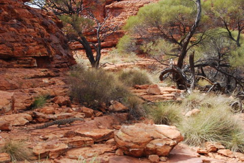 Kings Canyon Day Trip From Ayers Rock - Accommodation Brunswick Heads 24