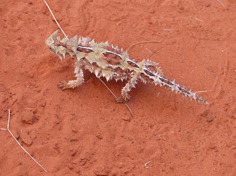 Alice Springs Highlights Half-Day Tour - Accommodation Brunswick Heads 5