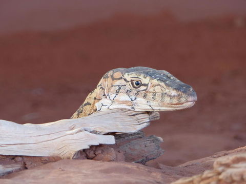Alice Springs Highlights Half-Day Tour - Accommodation Brunswick Heads 6