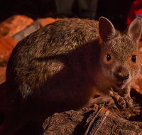 Alice Springs Desert Park Nocturnal Tour - Accommodation Brunswick Heads