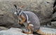 All Inclusive Blue Mountains Small-Group Day Trip From Sydney - thumb 4
