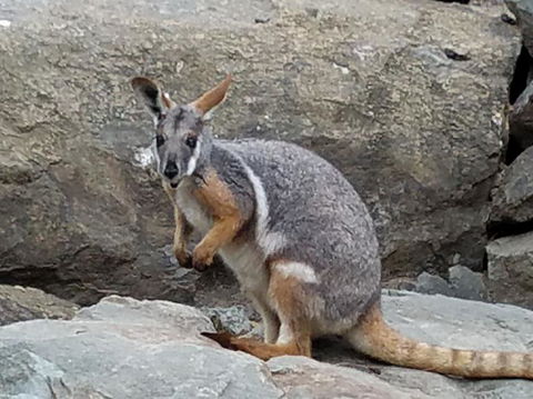 All Inclusive Blue Mountains Small-Group Day Trip From Sydney - Accommodation Brunswick Heads 4