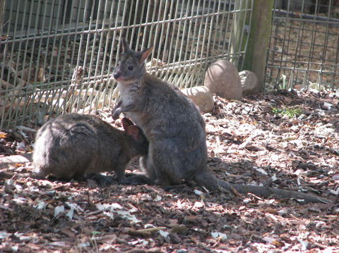 All Inclusive Blue Mountains Small-Group Day Trip From Sydney - Accommodation Brunswick Heads 19