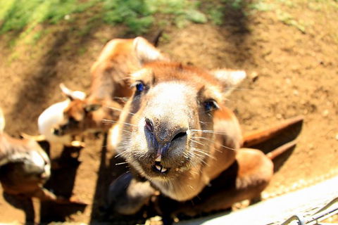 All-Inclusive Blue Mountains Day Trip With River Cruise - Accommodation Brunswick Heads 1