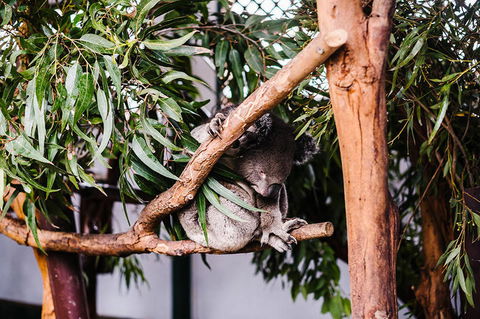 All-Inclusive Blue Mountains Day Trip With River Cruise - Accommodation Brunswick Heads 14