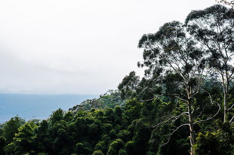 All-Inclusive Blue Mountains Day Trip With River Cruise - Accommodation Brunswick Heads 18