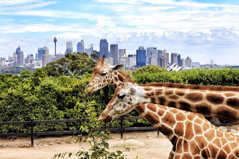 Go Sydney Explorer Pass With Hop-on Hop-Off Bus, Taronga Zoo And More - Accommodation Brunswick Heads 5