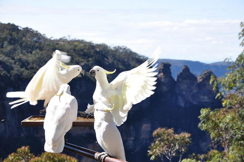 All-Inclusive Blue Mountains Tour In A Luxury Mercedes Sprinter - Accommodation Brunswick Heads 4