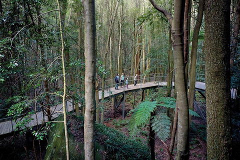 All-Inclusive Blue Mountains Tour In A Luxury Mercedes Sprinter - Accommodation Brunswick Heads 13