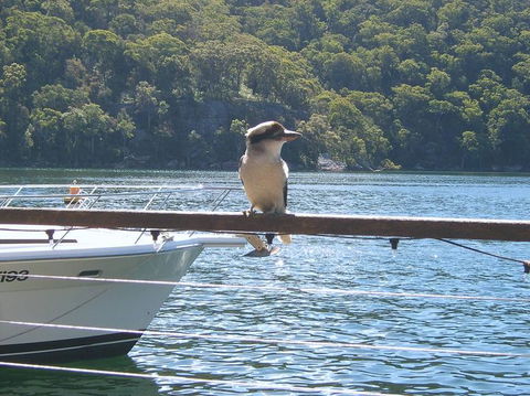 Lunch At Cottage Point Inn By Seaplane From Sydney - Accommodation Brunswick Heads 12