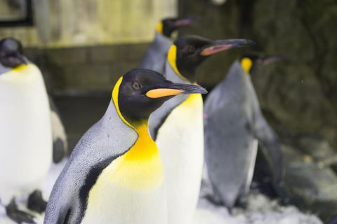 Sydney Attraction Pass: Darling Harbour Experience Ticket - Accommodation Brunswick Heads 1