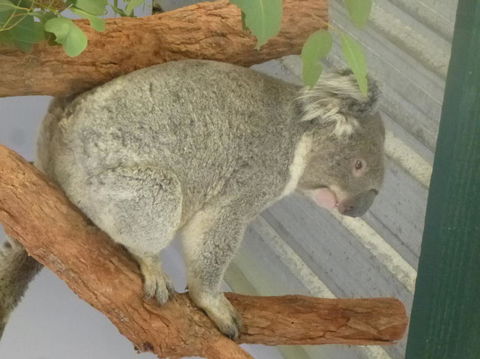 Blue Mountains Day Trip From Sydney Including Scenic World - Accommodation Brunswick Heads 3