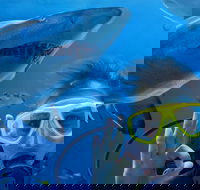 Shark Dive Xtreme at SEA LIFE Sydney Aquarium - Accommodation Brunswick Heads