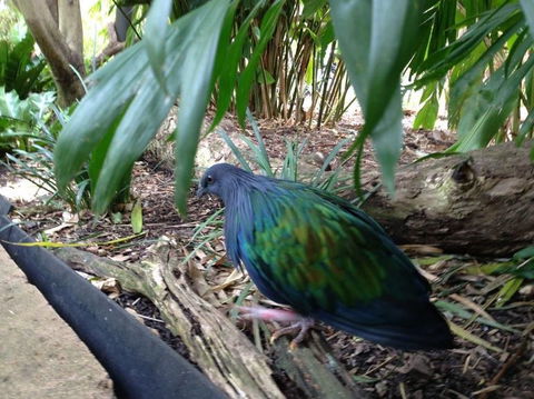 Sydney Taronga Zoo General Entry Ticket - Accommodation Brunswick Heads 18