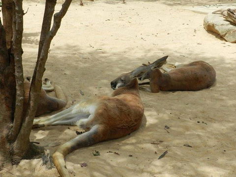 Sydney Taronga Zoo General Entry Ticket - Accommodation Brunswick Heads 14
