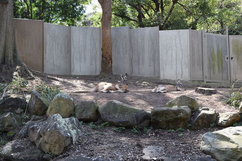 Sydney Taronga Zoo General Entry Ticket - Accommodation Brunswick Heads 2