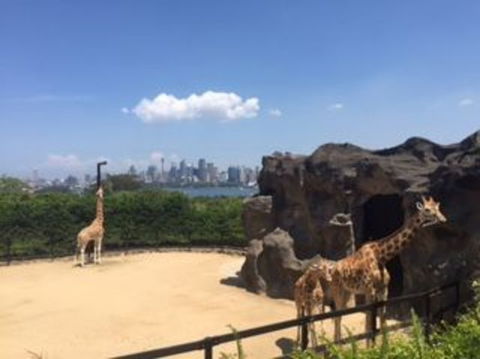 Sydney Taronga Zoo General Entry Ticket - Accommodation Brunswick Heads 7