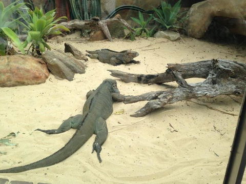 Sydney Taronga Zoo General Entry Ticket - Accommodation Brunswick Heads 22