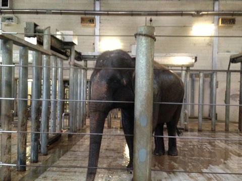 Sydney Taronga Zoo General Entry Ticket - Accommodation Brunswick Heads 17